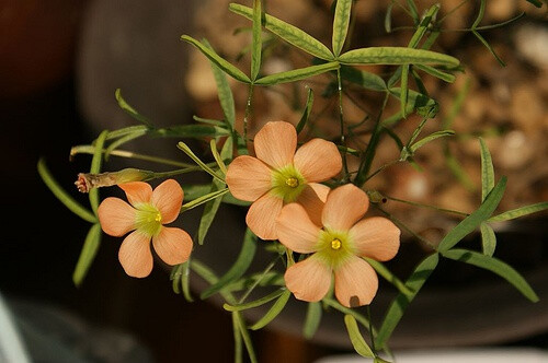 Oxalis gracilis 纤茎酢浆草