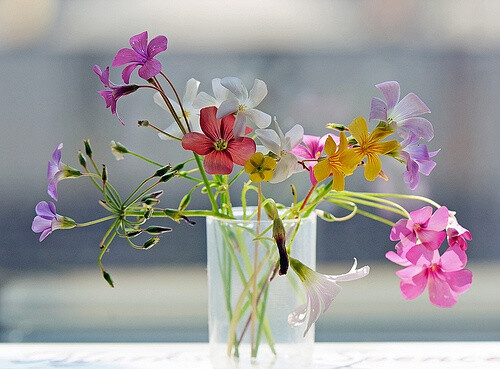 Various wood sorrel flowers