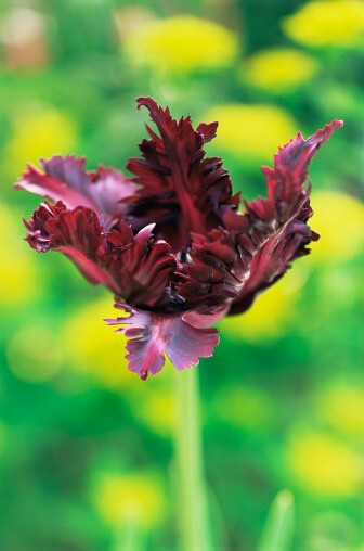 Tulipa &#39;Black Parrot&#39; 郁金香&quot;黑鹦鹉&quot;