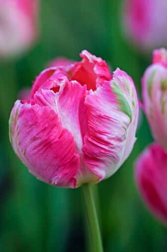 Tulipa &#39;Salmon Parrot&#39; 郁金香&quot;橙红鹦鹉&quot;