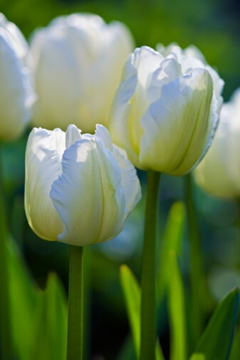 Tulipa &#39;White Parrot&#39; 郁金香&quot;白鹦鹉&quot;