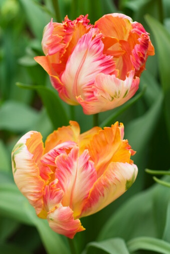 Tulipa &#39;Apricot Parrot&#39; 郁金香&quot;杏鹦鹉&quot;