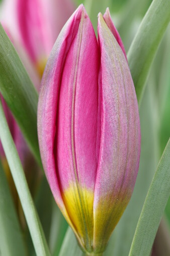 Tulipa humilis 矮花郁金香