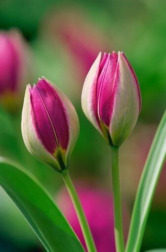 Tulipa humilis &#39;Persian Pearl&#39; 矮花郁金香&quot;波斯珍珠&quot;