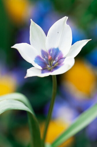 Tulipa humilis &#39;Albocaerulea Oculata&#39; 矮花郁金香&quot;白色眼罩&quot;