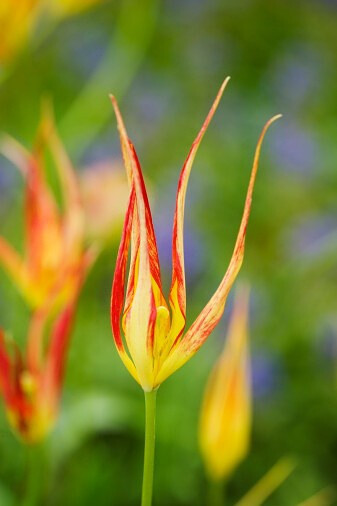 Tulipa acuminata 尖瓣郁金香