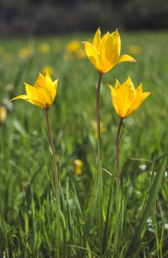 Tulipa sylvestris 野郁金香