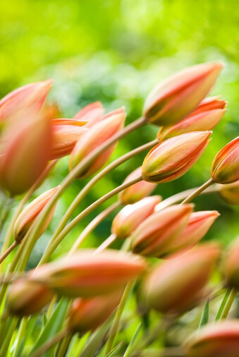 Tulipa orphanidea 奥氏郁金香