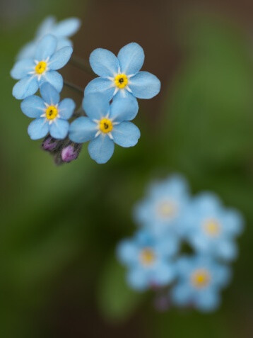 Myosotis caespitosa 湿地勿忘草