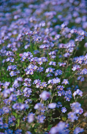 Myosotis silvatica &#39;Bluesylva&#39; 勿忘草&quot;深蓝&quot;