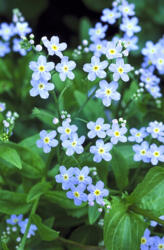 Myosotis scorpioides 沼泽勿忘草