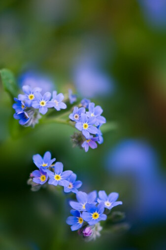 Myosotis arvensis 野地勿忘草