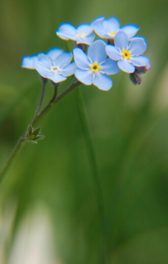 Myosotis palustris Nath. 沼生勿忘草