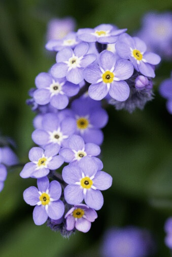 Myosotis silvatica Ehrh. ex Hoffm. 丛林勿忘草