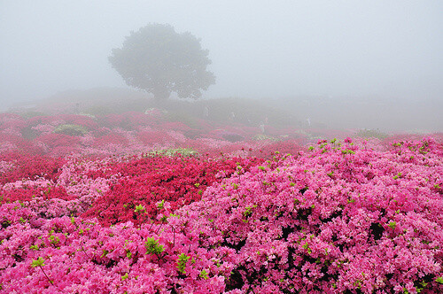 花海、梦境。❤。。