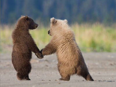 Photo: Grizzly bear cubs playing