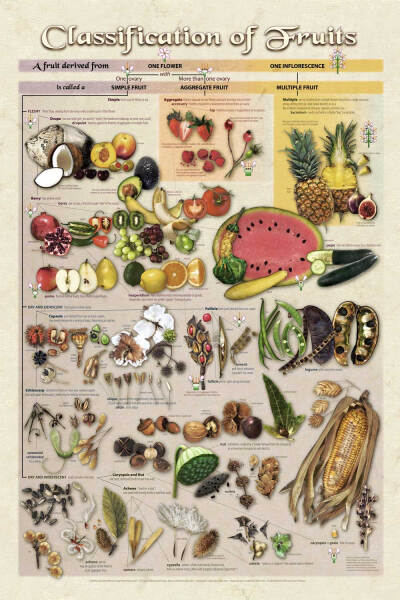 好吧，看到这个西瓜，我不得不承认咽了口唾沫（图片：Kandis Elliot / UW-Department of Botany）