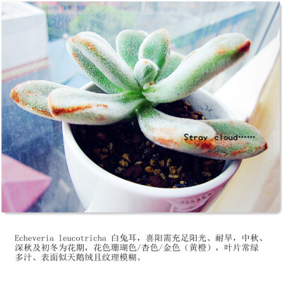 Echeveria leucotricha 白兔耳