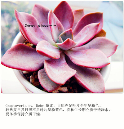 Graptoveria cv. Deby 黛比