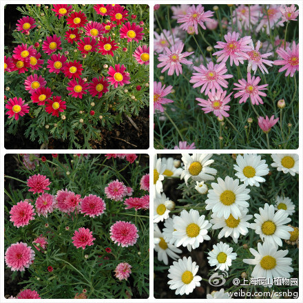 木茼蒿（Argyranthemum frutescens），别名 玛格丽特（marguerite daisy） 蓬蒿菊，木春菊。原产北非加那利群岛，目前园艺品种众多，花色丰富