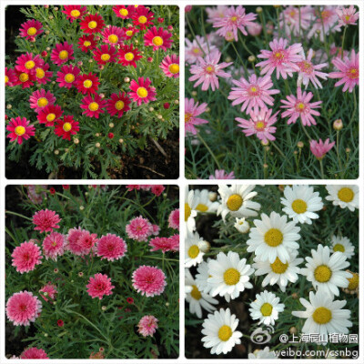 木茼蒿（Argyranthemum frutescens），别名 玛格丽特（marguerite daisy） 蓬蒿菊，木春菊。原产北非加那利群岛，目前园艺品种众多，花色丰富