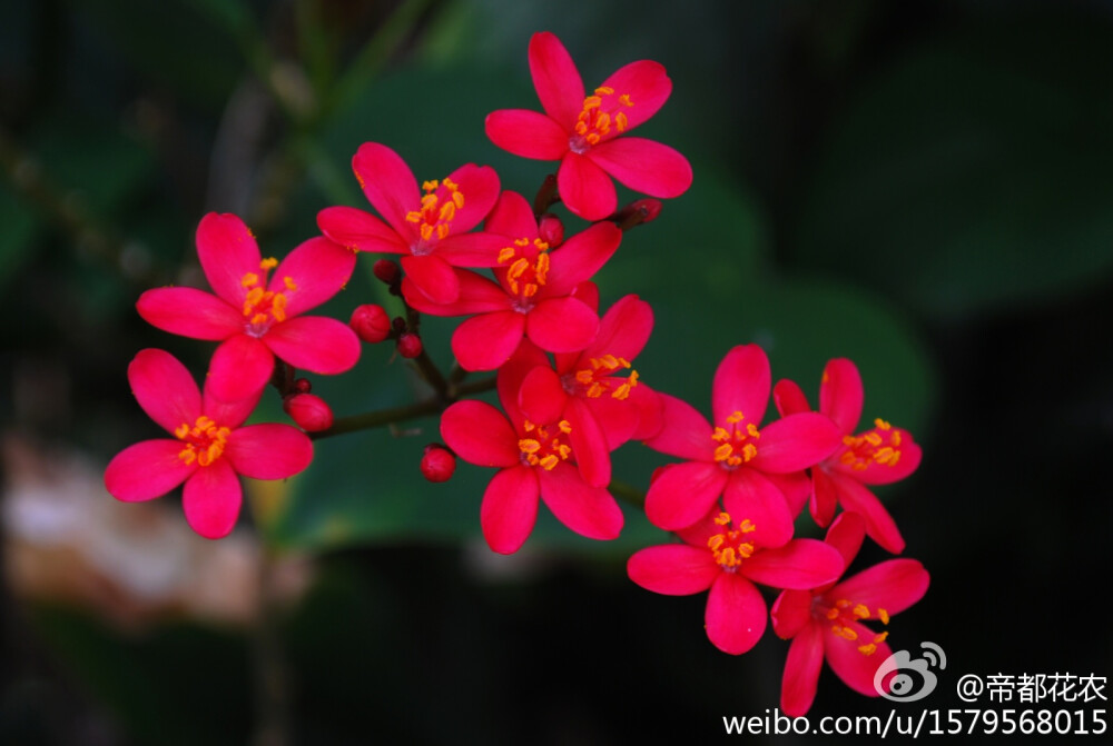 琴叶珊瑚（Jatropha pandurifolia），大戟科（Euphorbiaceae）麻疯树属（Jatropha），这也是个百变的属，花和叶子的变化太多样了。摄于北京植物园温室。