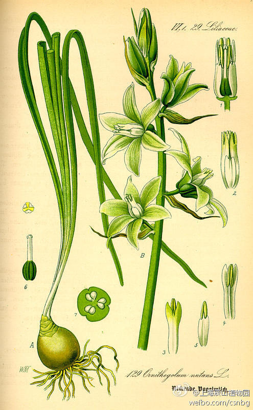 Ornithogalum nutans（努坦斯虎眼万年青、垂花山慈姑）英文名：Nodding Star-of-Bethlehem（垂花伯利恒之星）或 Silver Bells（银钟花）物种信息详见CFH：http://t.cn/zOlBqjE），为百合科虎眼万年青属球根植物