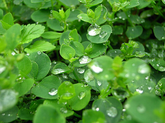 雨珠猶待 攝於圓潭生態園區