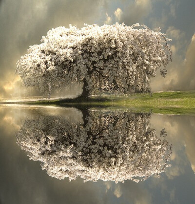 Spring Blossoms, Sweden瑞典的春天