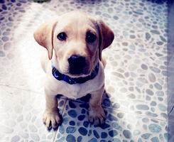 可爱 狗狗 love 萌宠 v