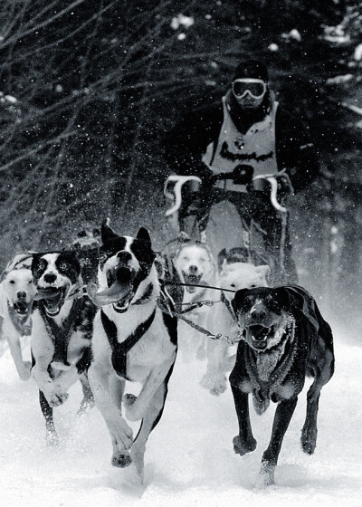 Photograph Musher in snow by Michel Émond Photographe on 500px