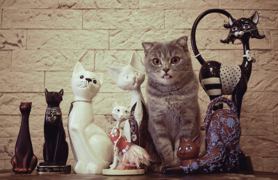 Photograph cats by Alina Esther on 500px