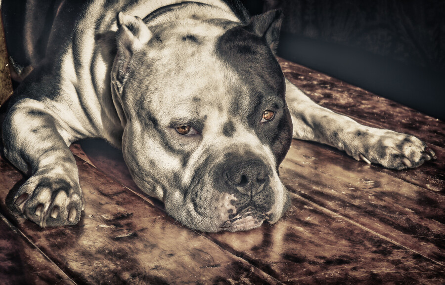 Photograph Pit Bull in HDR by Larry Marshall Photography on 500px