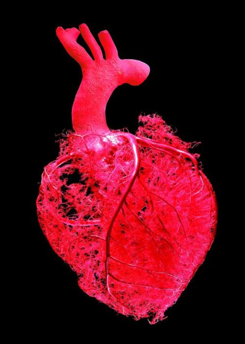 The intricate vessels of the heart