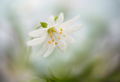 Photograph Stitchwort by Mandy Disher on 500px