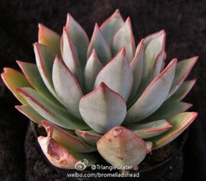 Evechria 'Snowy Deer'（白鹿）~~~~