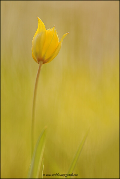 Photograph tone on tone by melchiorre pizzitola on 500px