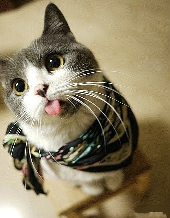 猫猫控