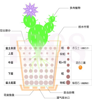 多肉植物盆栽填土结构示意图【图片出自PhiL.Sun™的相册】http://www.douban.com/photos/album/40499246/