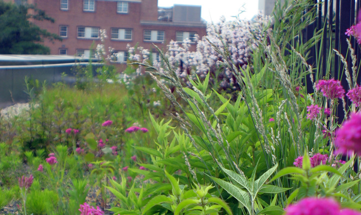 The habitat pond, filled with storm water and located at the bottom of the sunken courtyard, acts as a center for learning and recovery. Sci...