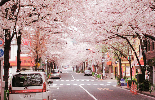 旅行时路过的风景，日本街道。