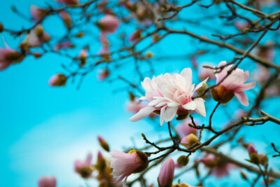 Photograph Blooms in Spring by Carla McMahon on 500px