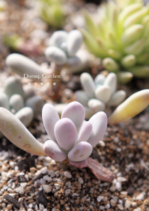 萌发不久的【桃美人】，实在太让人爱啦！