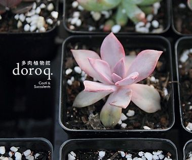 景天科拟石莲花属【初恋】Echeveria cv. Huthspinke