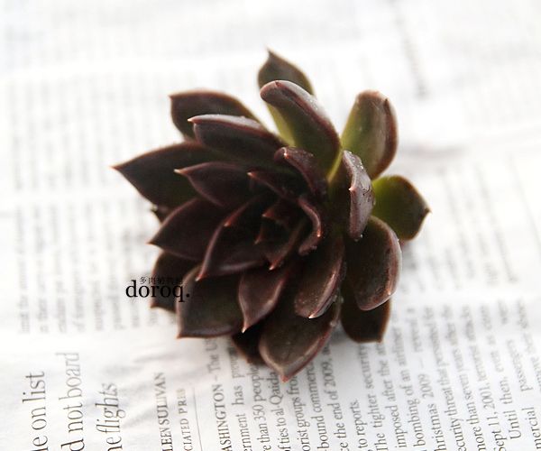 Echeveria &#39;Black Prince&#39;【黑王子】Echeveria 'Black Prince'【黑王子】景天科拟石莲花属，有着黑紫色叶片的特别植物，莲花一样的生长，在阳光强烈的时候，叶色越发黑亮。若是阳光不足。中心会变成绿色。夏季炎热时，需要避免日晒，保持通风和遮阴。春秋季节是生长期，盆土干燥后就需要浇水。长时间缺水，下面部分的叶片可能会枯萎。浇水后请注意通风。