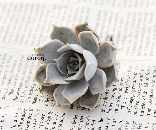 【丽娜莲】Echeveria lilacina景天科拟石莲花属【丽娜莲】Echeveria lilacina 白色的叶片边缘呈现美丽的粉色，并呈现明显的波折状，妖娆的姿态像是拟石莲花属中的女王，非常引人注目。养护起来很容易，天气凉爽的秋冬季节，叶片的粉色会更加明显。春秋天的生长季节，土干透后浇透水 。夏季避免阳光直射，需要适当遮阴，并且减少浇水。冬季在室内养护，少水多日照。