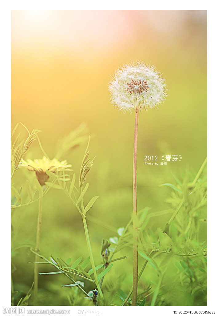 蒲公英花语:无法停留的爱(could not stay love.