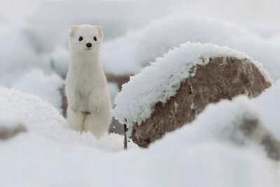 冰雪精灵