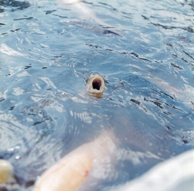 Rinko Kawauchi104