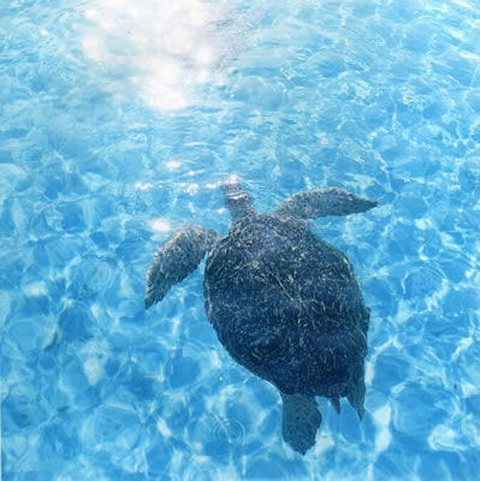 Rinko Kawauchi105